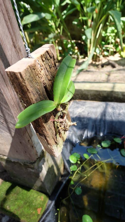 Epiphyte Orchid Cluster in Tree Trunk Stock Photo Image of natural