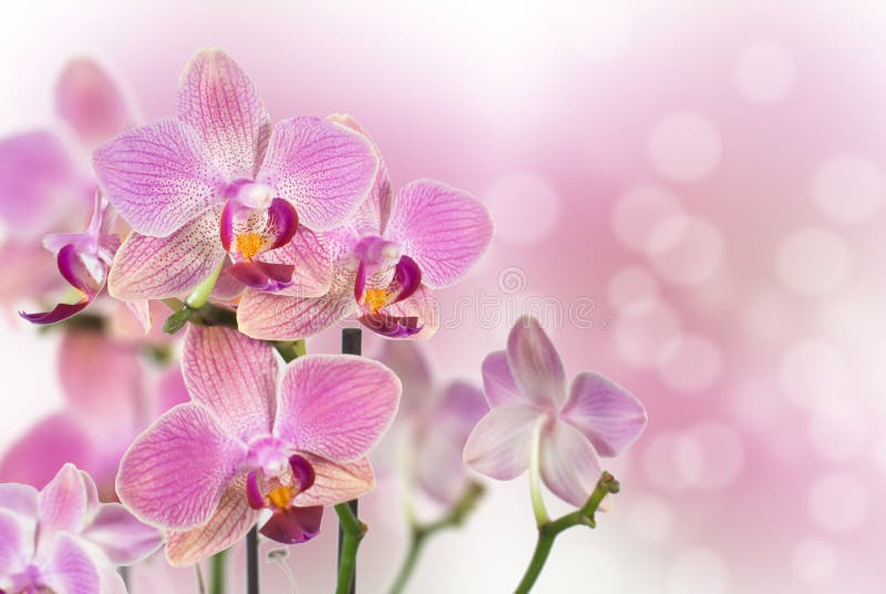 Orchid flower