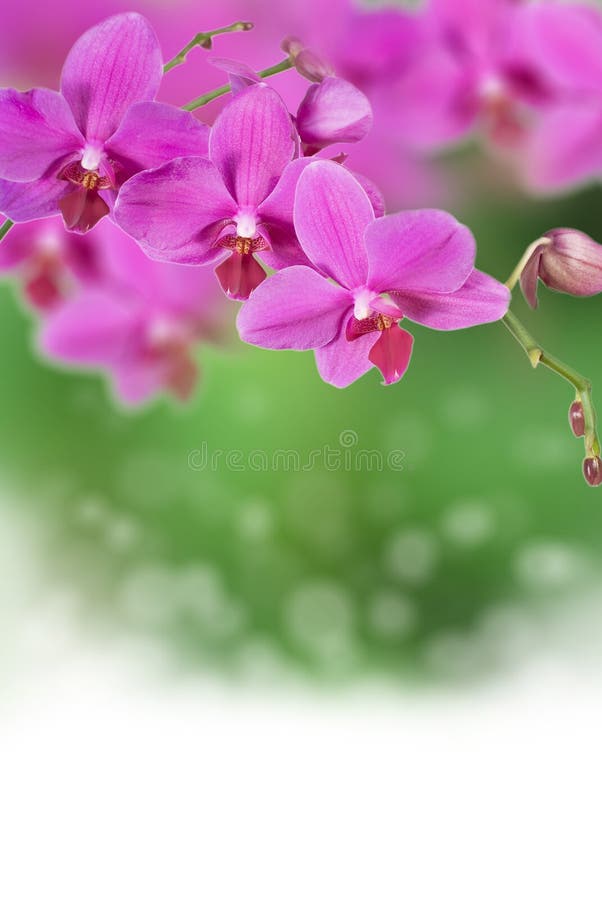 Orchid flower