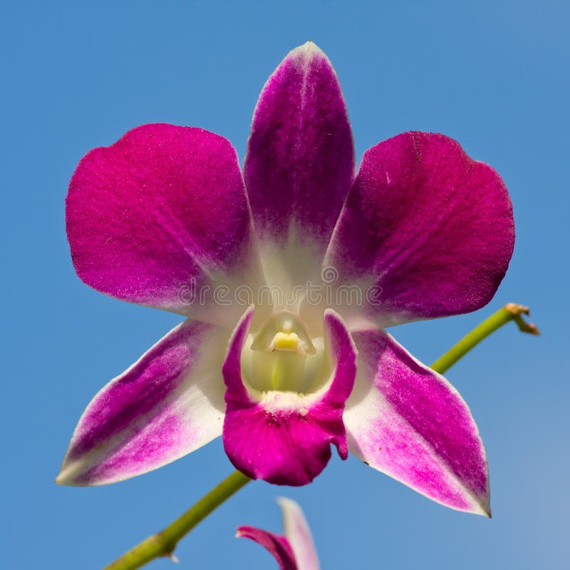 Orchid flower stock image. Image of exotic, decoration 28704891