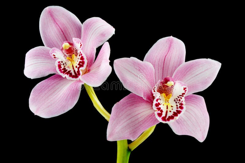 Orchid flower stock photo. Image of color, floral, decoration 100775214