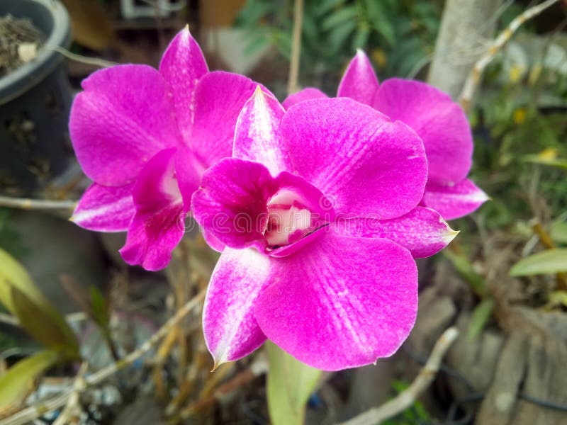 Orchid flower stock photo. Image of petal, flower, bloom 69004964