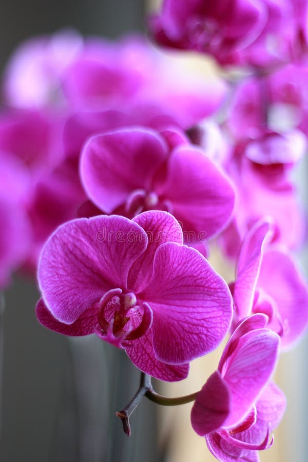 Orchid flower in blooming stock image. Image of chinese 8328469