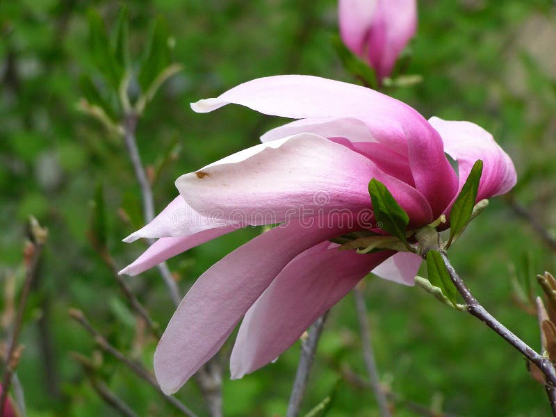 Orchid flower stock image. Image of blooming, purple 86575741