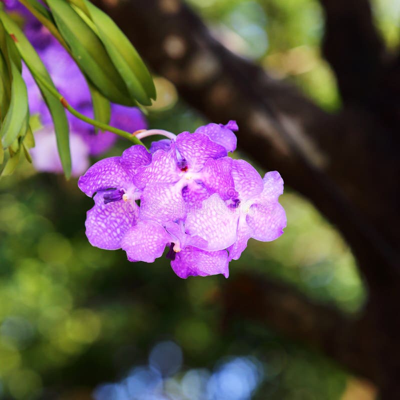 Orchid Flower Blossom in Garden Stock Image Image of violet, purple
