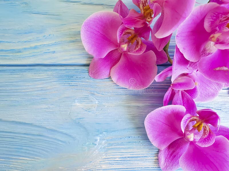 orchid flower natural exotic bouquet decorative petals on a blue wooden background royalty free stock photos orchid flower natural exotic bouquet decorative petals on a blue wooden background royalty free stock photos