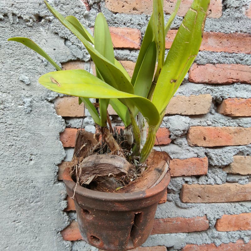 The orchid flower or Catlleya gaskelliana is a symbol of plant growth native to America stock photo