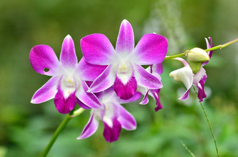 Orchid Flower stock image. Image of calm, cultivar, bloom 34962539