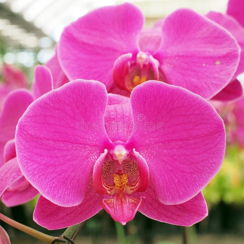 Orchid flower stock image. Image of botany, meadow, ornate 47568093