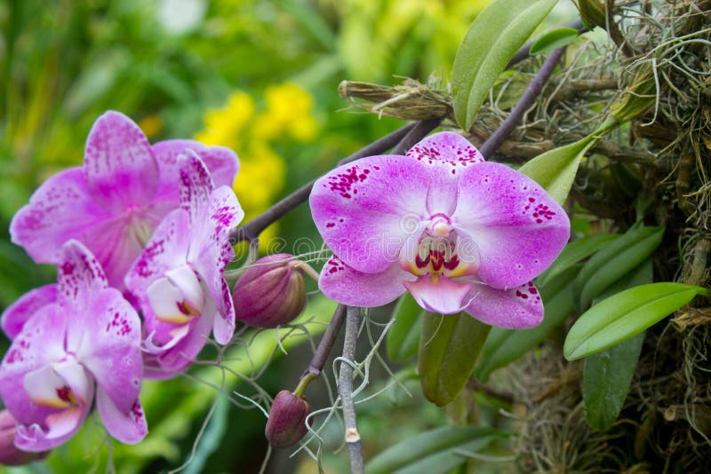 Orchid Flower stock photo. Image of blossom, green, fresh 95772236