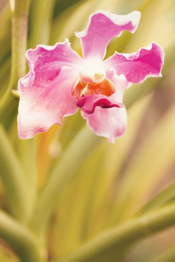 Orchid flower in garden. Pink flower background stock images Orchid flower in garden. Pink flower background stock images