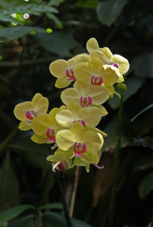 Orchid Flower in Orchid Garden Stock Image Image of delicate, early