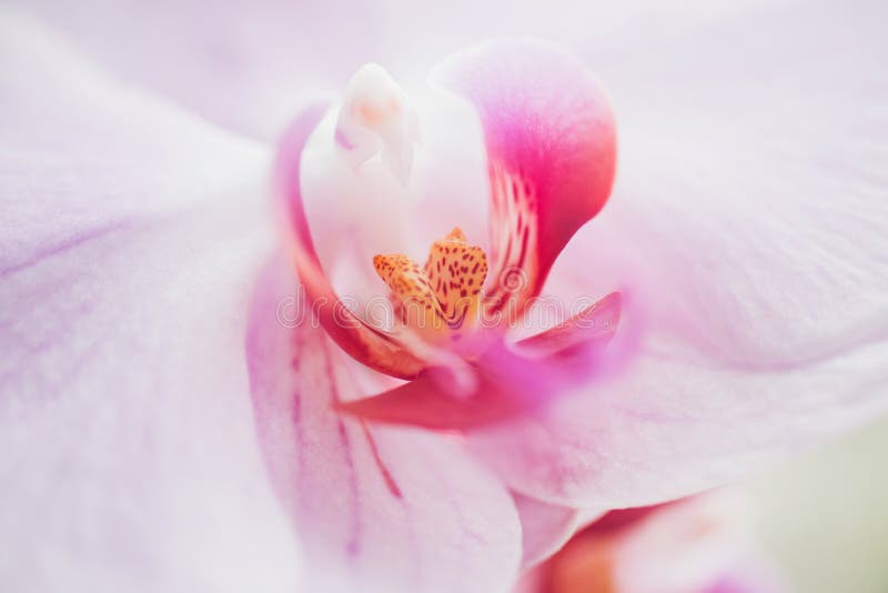 Orchid flower in garden at winter or spring day for postcard beauty and agriculture idea concept design. Phalaenopsis Orchid stock photo Orchid flower in garden at winter or spring day for postcard beauty and agriculture idea concept design. Phalaenopsis Orchid stock photo