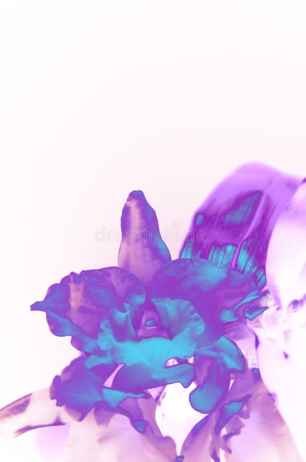 Orchid flower glowing blue and violet neon color royalty free stock photos Orchid flower glowing blue and violet neon color royalty free stock photos