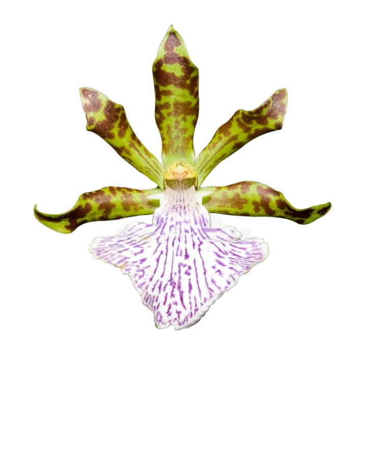 Orchid Flower (isolated) stock image. Image of isolated 7575083