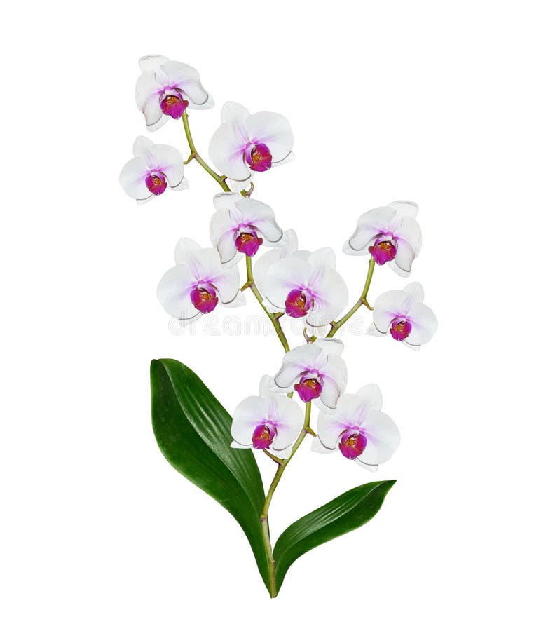 Orchid flower isolated