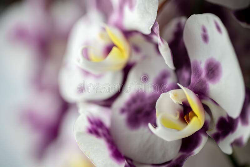 Orchid Flower and Leaf Closeup Platoon Stock Image Image of