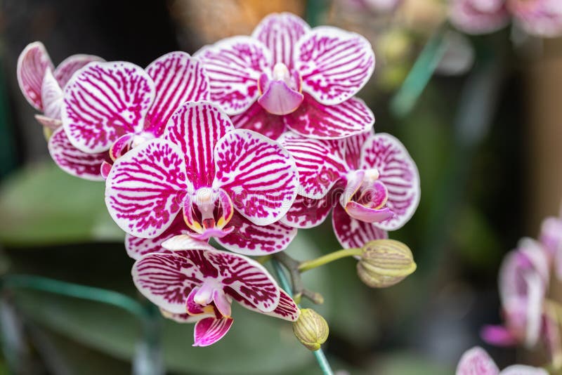 Orchid Flower. Phalaenopsis Orchidaceae Stock Photo Image of flora