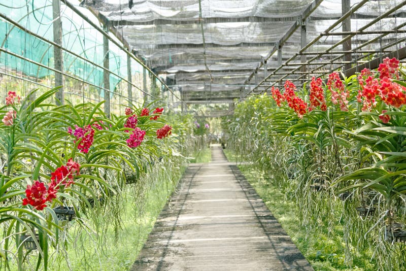 Orchid Flower Pots on Sale in Orchid Farm Stock Image Image of industry, farm 42598025