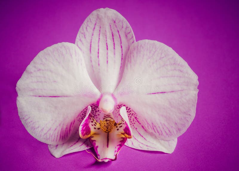 Orchidej květina na purpurová, barevný orchidej hluboký purpurová žíly zbláznila purpurová centrum.