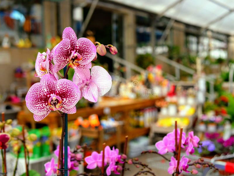 Orchid in flower shop stock photo. Image of bouquet 175947114