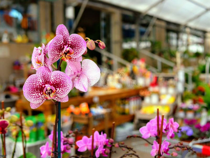 Orchid in flower shop stock photo. Image of bouquet - 175947114