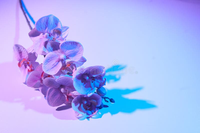 Orchid Flower in Trendy Neon Light for Design. Stock Photo - Image