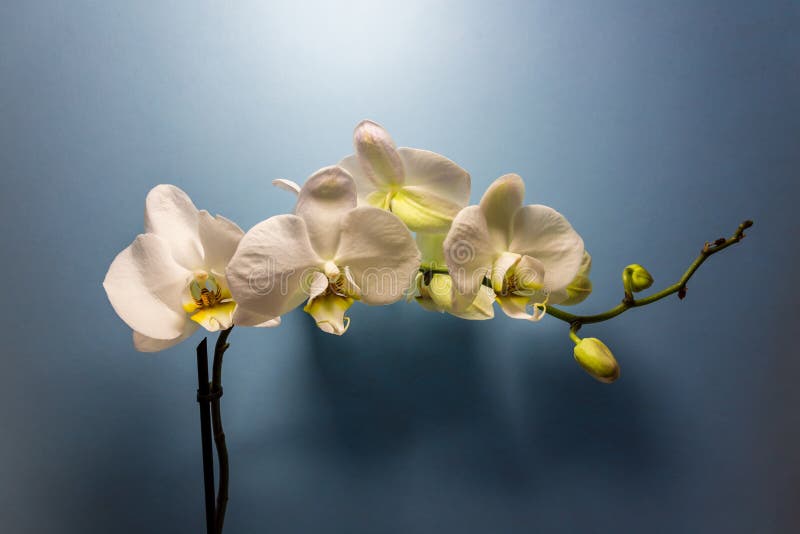 Orchid Flower. White Orchid Flowers Isolated on Blue Background Stock