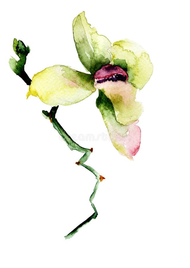 Orchid flower stock illustration. Illustration of orchid 69060141
