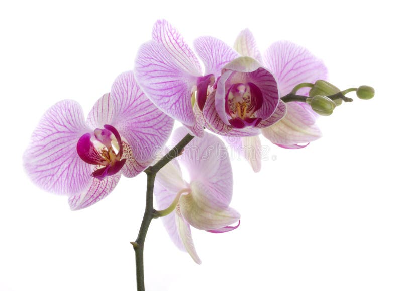 Orchid flowers