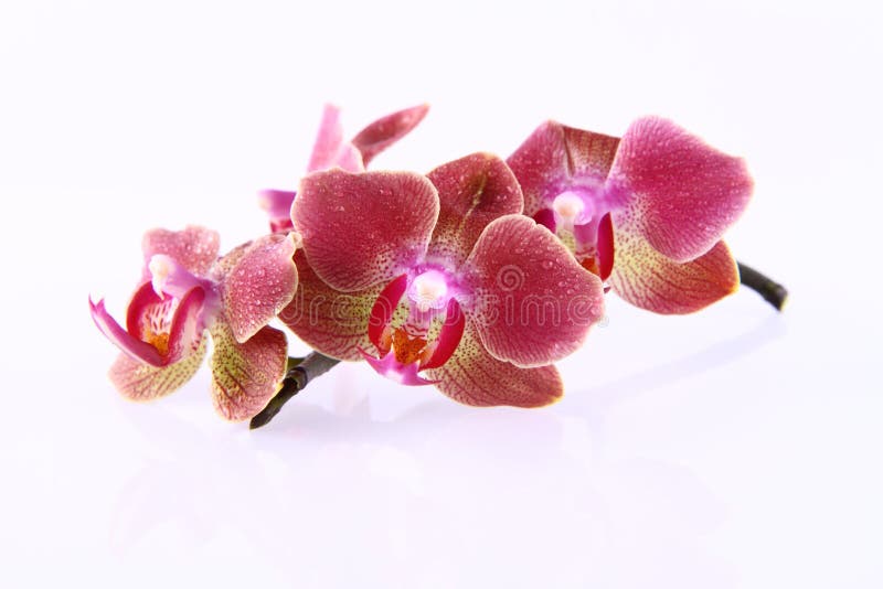 Orchid flowers