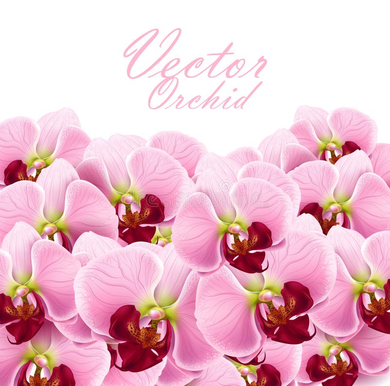 Closeup Of Pink Orchid Flowers On A Branch Stock Vector Illustration