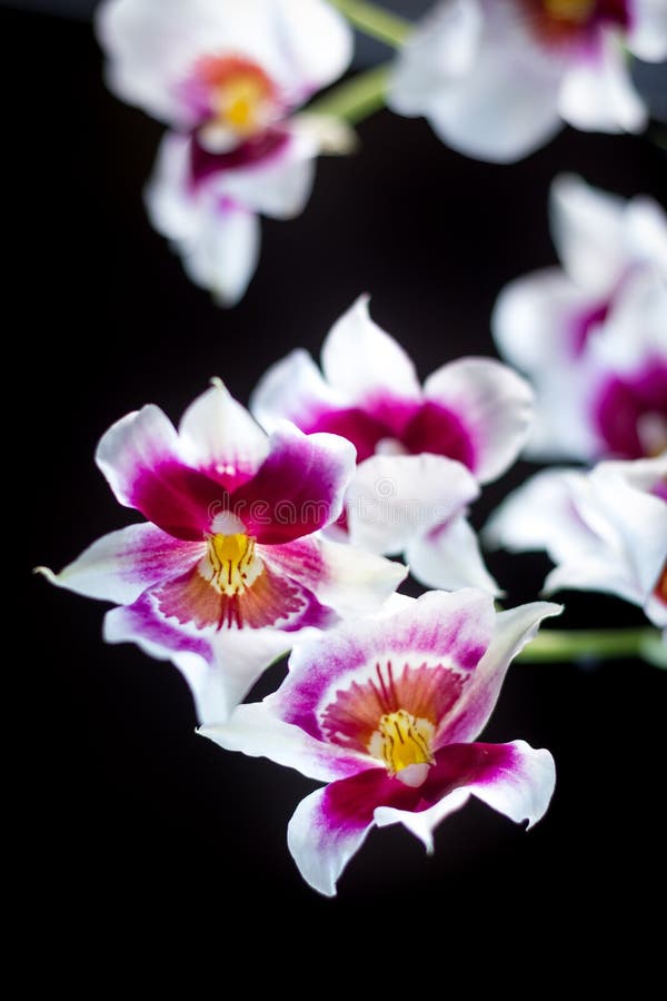 Orchid flowers on black stock photo. Image of white 113676782