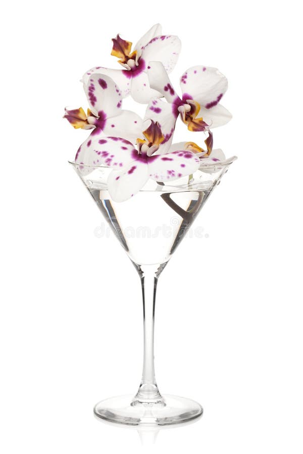 Pink Orchid Flowers in a Cocktail Glass Stock Image Image of color