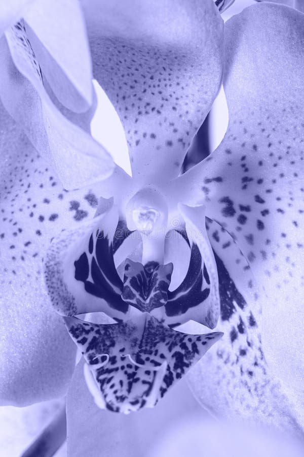Orchid Flowers, Color of the Year 2022 Very Peri. Stock Photo Image