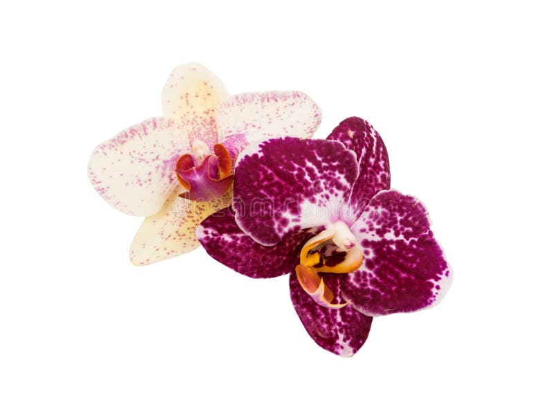 Orchid flowers isolated stock photography Orchid flowers isolated stock photography