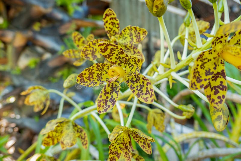 Green Orchid flowers editorial image. Image of elegant 182667565