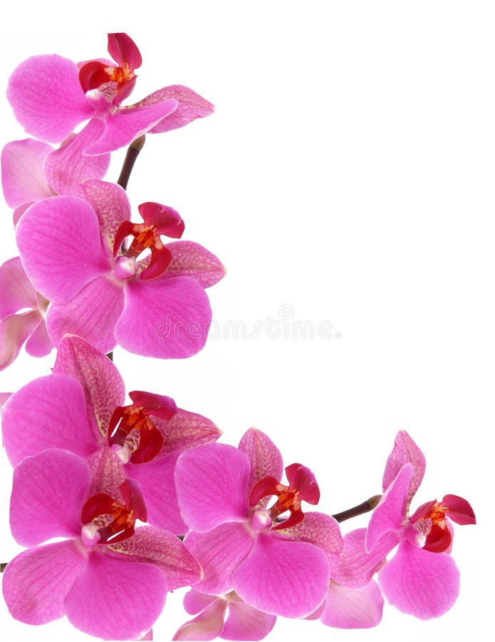 Orchid frame stock photo. Image of pink, gardening, cards 25574682