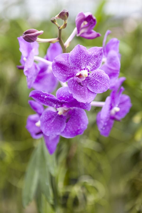 Orchid Garden Beautiful Purple Orchid Flowers On A Branch