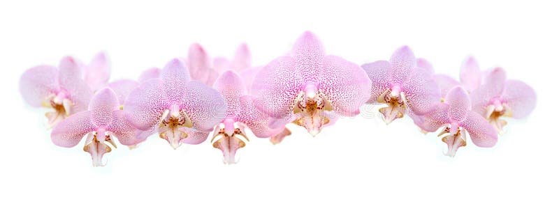 Orchid Garland