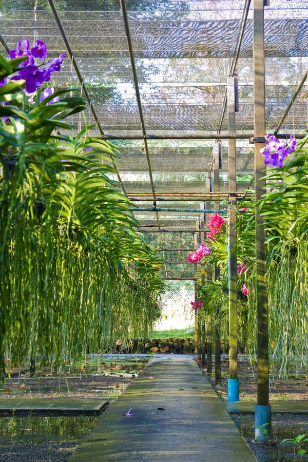 Orchid house stock image. Image of farming, bouquet, botany 23113289