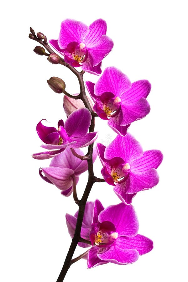 Orchid isolated