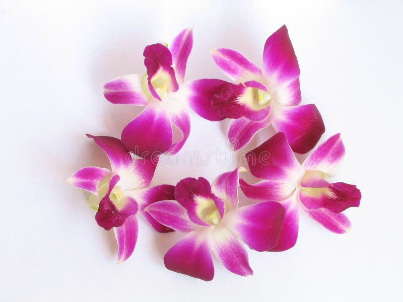 Angel orchid outlet