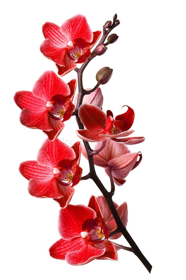 Orchid isolated on white