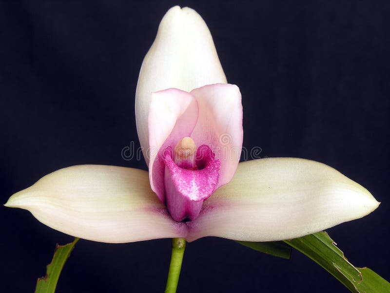 Orchid: Lycaste Skinneri Stock Photos  Image: 1009223
