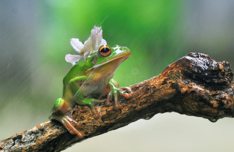 Orchid Mantis and Frog,Red Eye Frog,Dumpy,Mantis Orchid