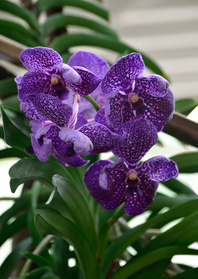 Orchid stock image. Image of petal, beauty, expensive 72158169