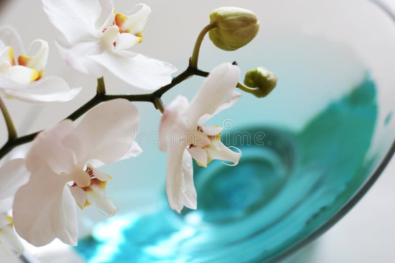 Orchid over blue water