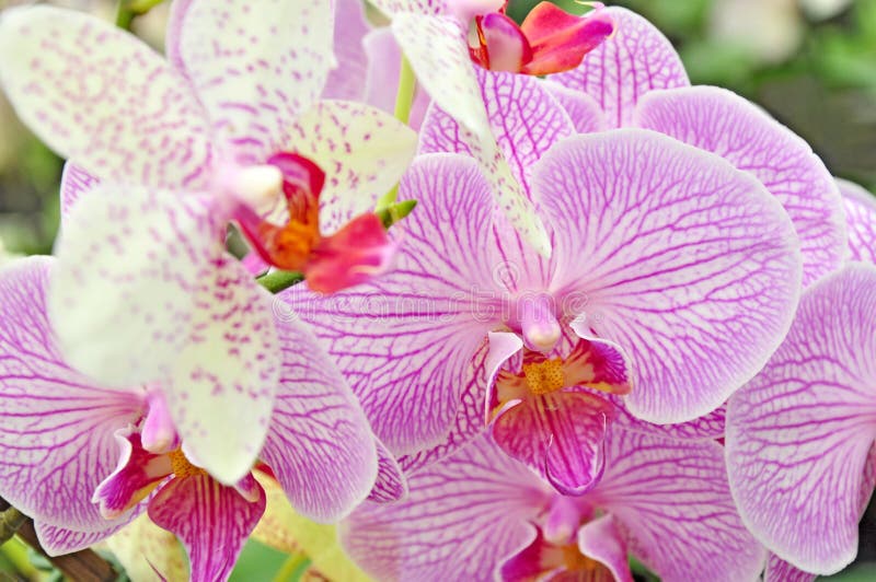Orchid petal flowers stock image. Image of orchids, organic 23905305