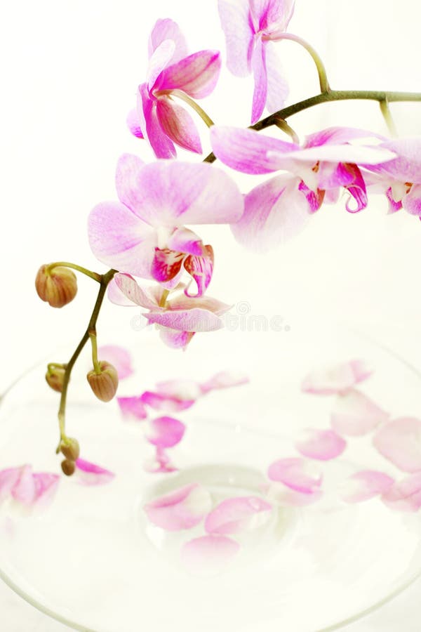Orchid with petals stock photo. Image of background, decorative 7502992